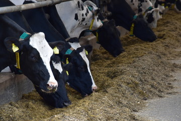 cows in the farm