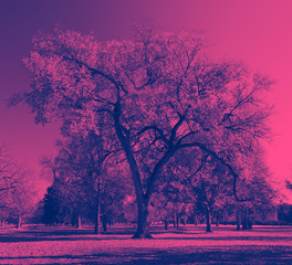 Wall Mural - Big twisted tree with colorful pink and blue duotone effect