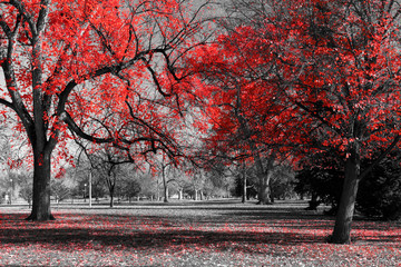 forest of red trees with color leaves covering the ground in a black and white fall landscape