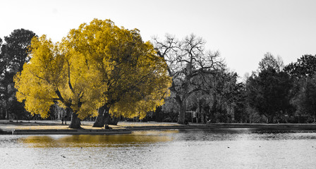 Wall Mural - Big yellow trees with people sitting in the colorful leaves in a black and white fall landscape in city park