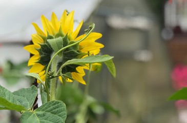 yellow sunflower in the garden