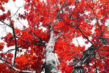 Fall Tree With Red Leaves And Black Branches Against A White Background