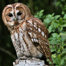 A View Of A Tawny Owl