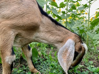 Beautiful goat with small horns eats sunflowers