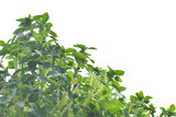 Fototapeta Kuchnia - Bazylia drobnolistna - Ocimum basilicum