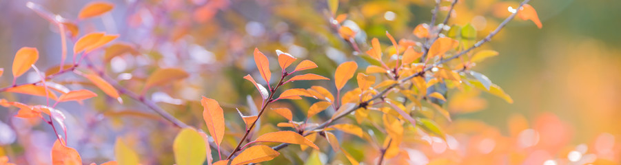 beautiful panoramic autumn scenery with colorful leaves and bokeh background