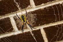Yellow Garden Spider On A Water Drop Covered Web Against A Backdrop Of Dark Brick.