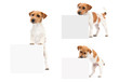 dogs jack russell terrier peeking out of the banner