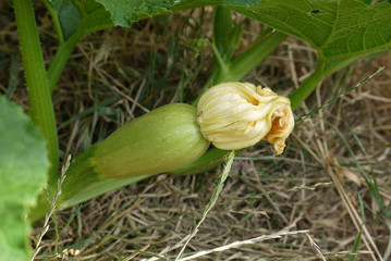 natural edible zucchini, zucchini, fresh organic zucchini vegetable in the garden,