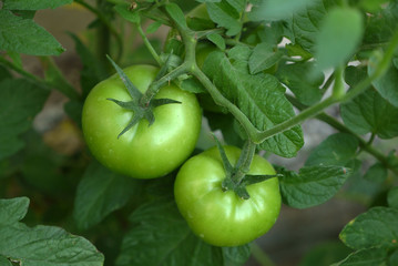 unripe fresh green tomatoes, natural tomatoes, natural tomatoes in the hobby garden,