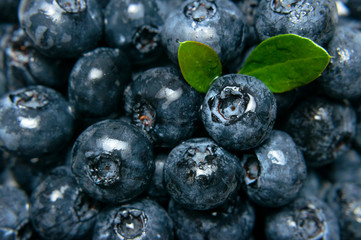 Blueberry Background. Fresh ripe blueberries with green leaves close-up. Macro photography of berries. Blueberry texture. Healthy berry, organic food, antioxidant, vitamin, blue food