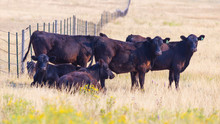 Black Angus Steers Graze All Summer Then Go To Market Auction
