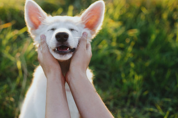 Portrait of adorable fluffy puppy smiling. Adoption concept. Woman hands caressing cute white puppy face in warm sunset light in summer meadow.