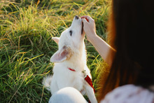 Adorable Fluffy Puppy Having Treat For Giving Paw To Girl Owner. Woman Training Cute White Puppy To Behave  In Summer Meadow In Warm Sunset Light. Loyal Friend