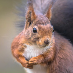 Canvas Print - Red squirrel portrait