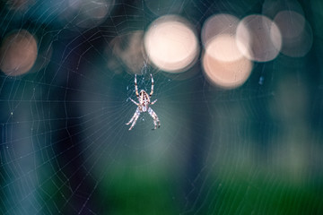 spider on web