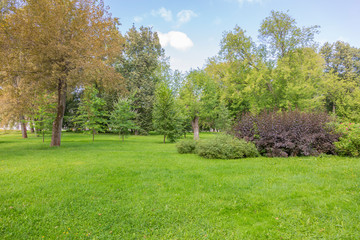 Green grass in the walking area of the summer city park