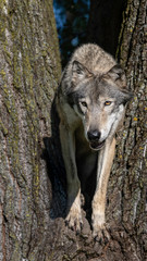  A wolf in a cottonwood tree at sunset