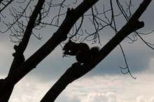 Close Up Isolated Image Of The Silhouette Of An Eastern Gray Squirrel On A Tree Branch With No Leaves While Chewing On A Pice Of Nut. It Is A Low Light Image Taken In Winter.