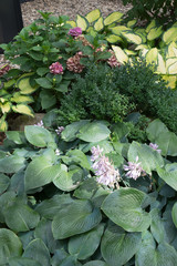 Wall Mural - Closeup of colorful pink and purple blooming and green leaves in the garden