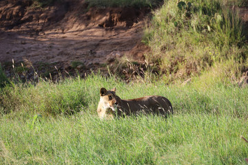 Lion in tall grass in Kenya, Africa