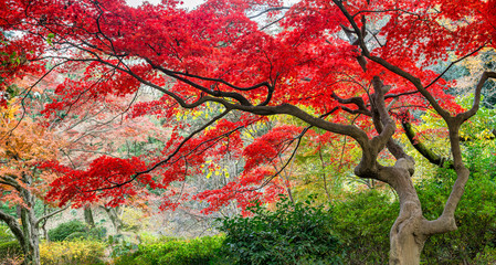 red japanese maple tree during autumn season, japan