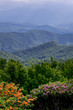 Summer Rhododendron bloom on Roan Mountain 