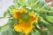 Sunflower opening