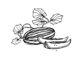 Wall Mural - garden plant, sweet fruit, melon with slices & leaves, season food, vector illustration with black ink contour lines isolated on a white background in a doodle & hand drawn style