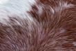 close up of brown and white horse fur texture