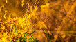Na zdjęciu kwiat łąkowy skąpany w promieniach wschodzącego słońca