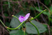 A Purple Flower Of A Long Bean.