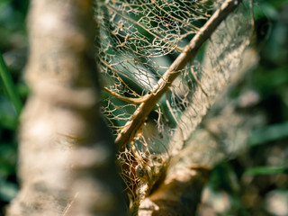 Wall Mural - close up of a dry leaf