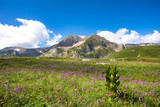 Fototapeta Na ścianę - Blooming meadows in the summer landscapes of the caucasus mountains in Russia