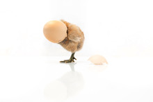 Brown Egg And Chicken Isolated On A White Background,Small Chicks And Egg Shells.