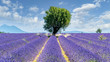 Lavendel in voller Blüte, Champ de Levante, Provence, Còte d´Azur, Frankreich