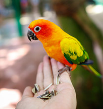 A Parrot Eats A Seed From The Hands Of A Man In The Park.