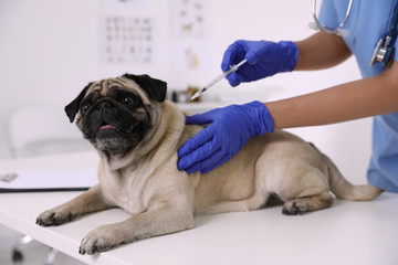 Wall Mural - Professional veterinarian vaccinating cute pug dog in clinic, closeup