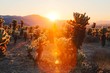 © Colson Struss - dramatic sunrise at cholla cactus garden in joshua tree natonal park in california with a lens flare and mountains in the background
