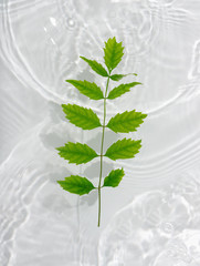 Green foliage macro with drop floating on surface of the water close up. It can be used as background.