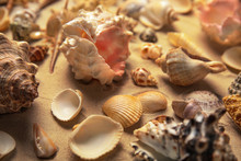 Different Beautiful Sea Shells On Sand, Closeup