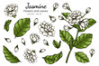 Hand drawn jasmine flower illustration with line art.