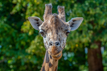 Closeup view of giraffe face 