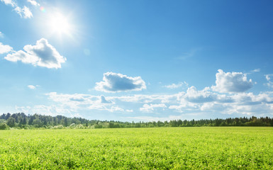 Canvas Print - field of spring grass and perfect sky