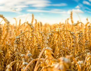 Field of wheat