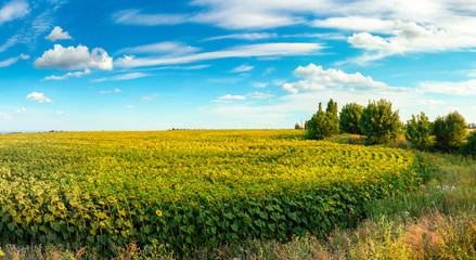 Wall Mural - Sunflower in the evening