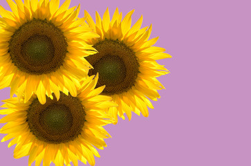 three sunflowers in abstract graphics on pink background, space for text