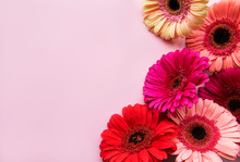 Gerbera Flowers On A Pink