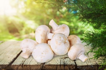 Canvas Print - Mushroom.