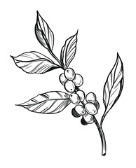 Coffee plant. Branch with coffee beans. Hand drawn sketch illustration. Vector